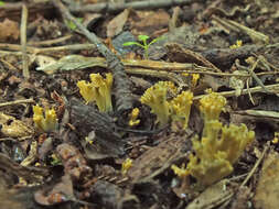 Phaeoclavulina echinovirens (Corner, K. S. Thind & Dev) Giachini 2011 resmi