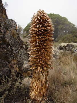 Image of Lobelia deckenii subsp. deckenii