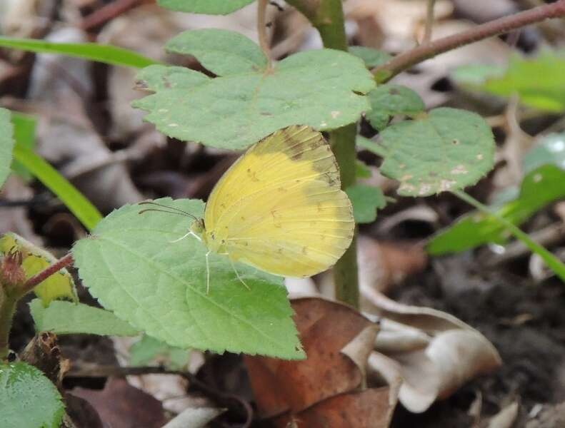 Слика од Eurema alitha (Felder & Felder 1862)