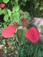 Image of red mussaenda