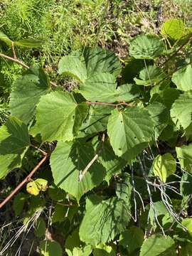 Image of Amur Lime