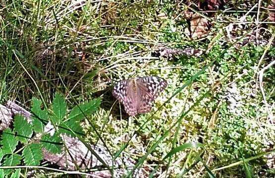 Image of Argynnis paphia valesina Esper 1800