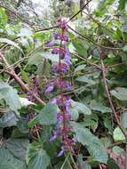 Слика од Plectranthus bojeri (Benth.) Hedge