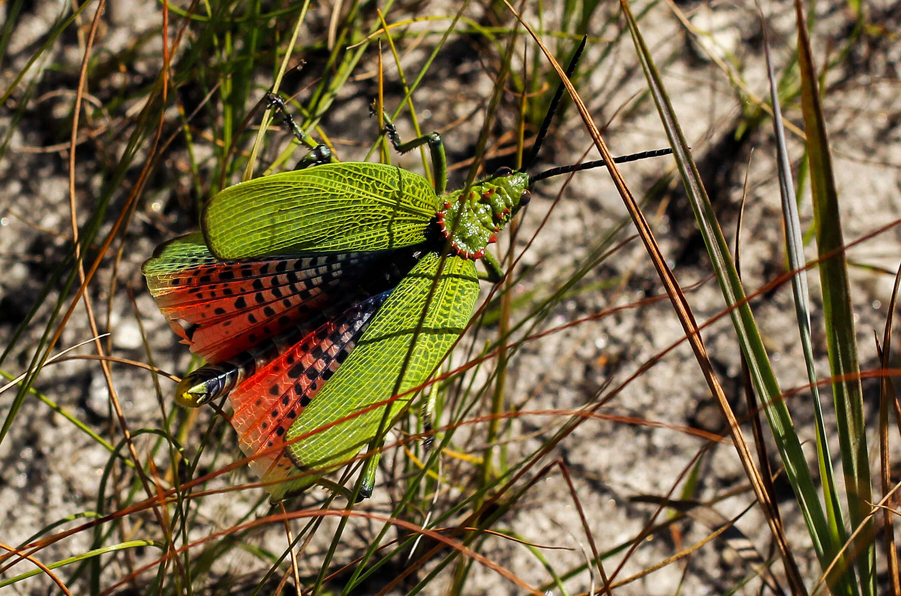 صورة Phymateus (Phymateus) viridipes Stål 1873