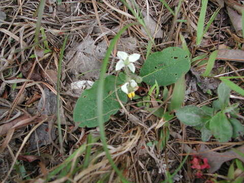 Image of dwarf nightshade