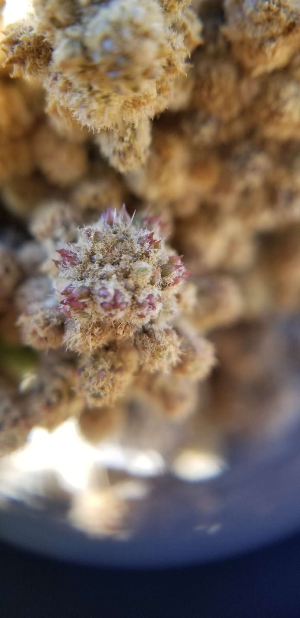 Image de Cylindropuntia vivipara (Rose) F. M. Knuth