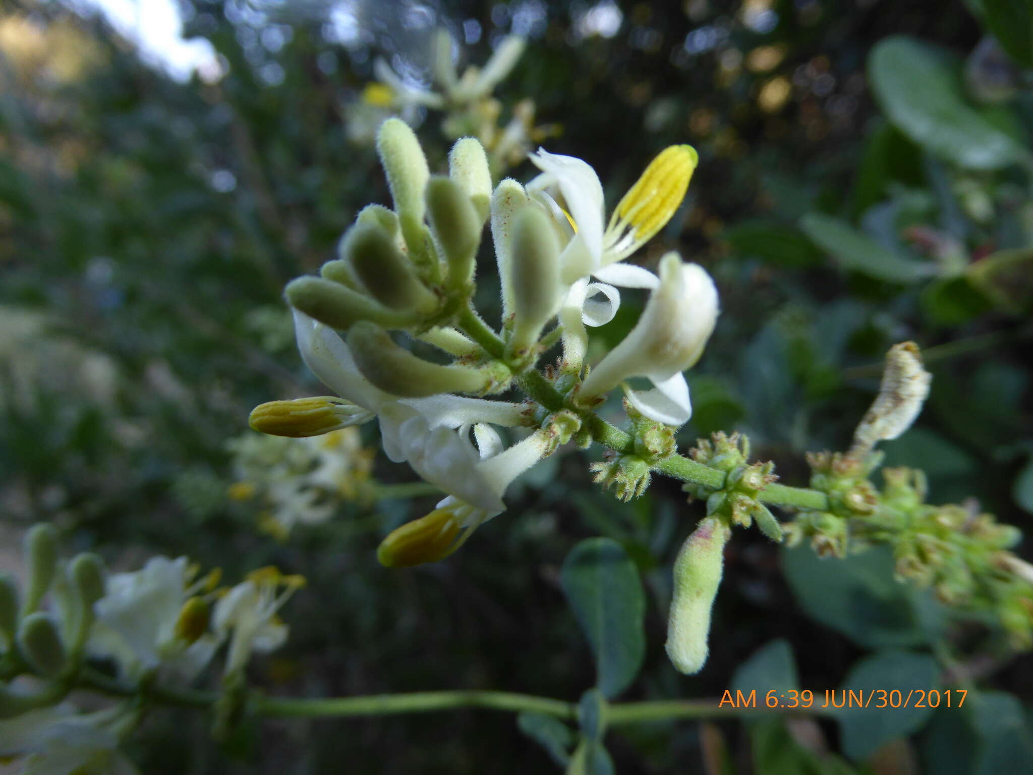 Image of southern honeysuckle