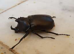 Слика од <i>Xylotrupes <i>australicus</i></i> australicus