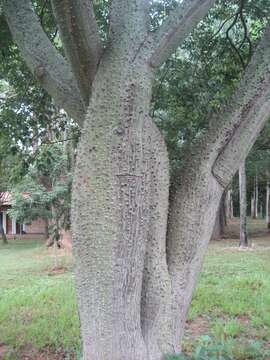 Image of Ceiba chodatii (Hassl.) P. Ravenna