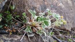 Слика од Potentilla villosula B. A. Jurtzev