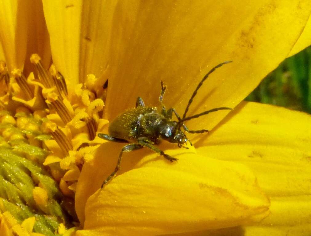 Sivun Brachysomida californica (Le Conte 1851) kuva