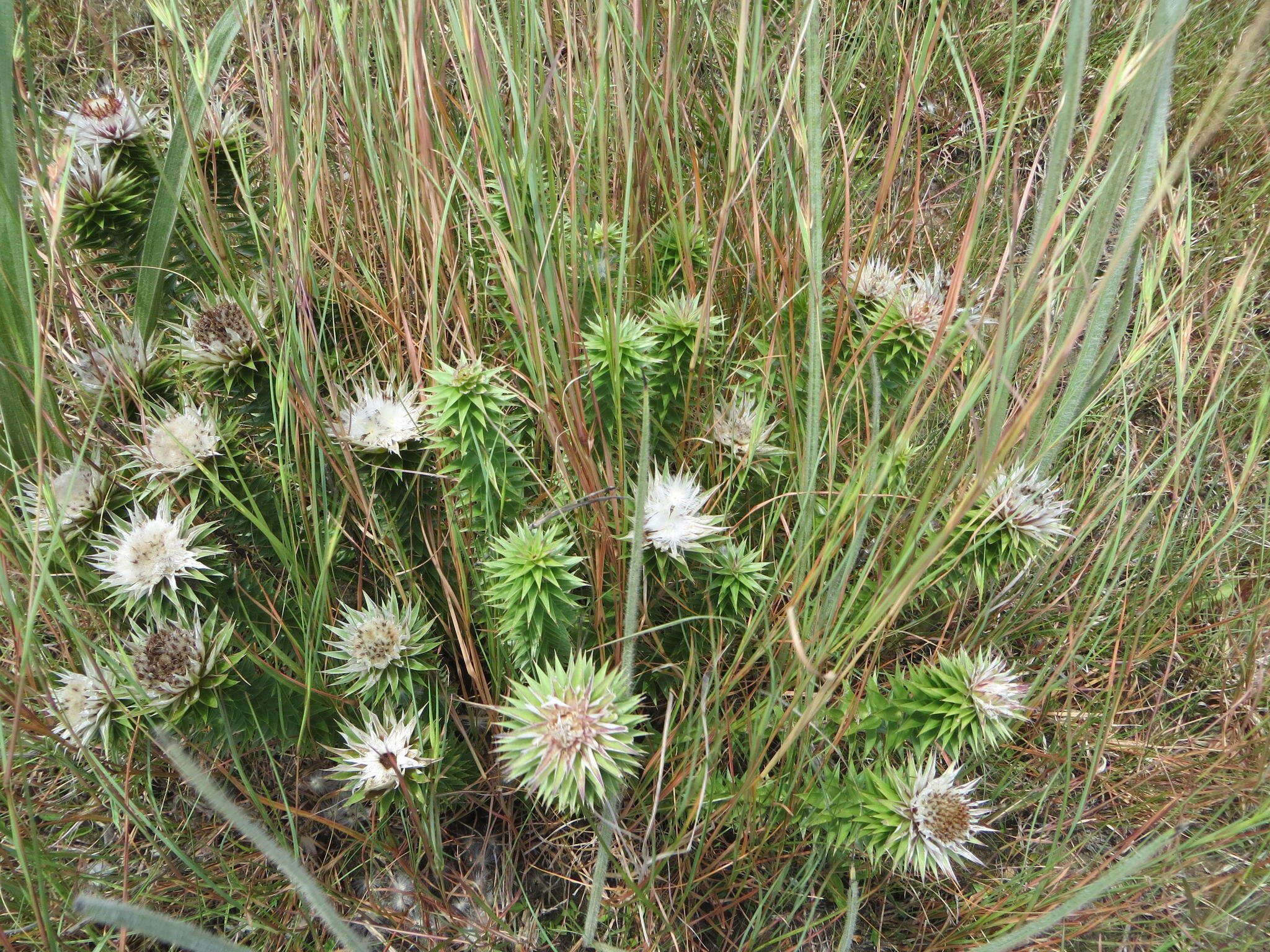 Image of Macledium zeyheri subsp. argyrophyllum (Oliv.) S. Ortiz