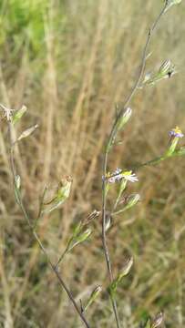 Image of Island American-Aster