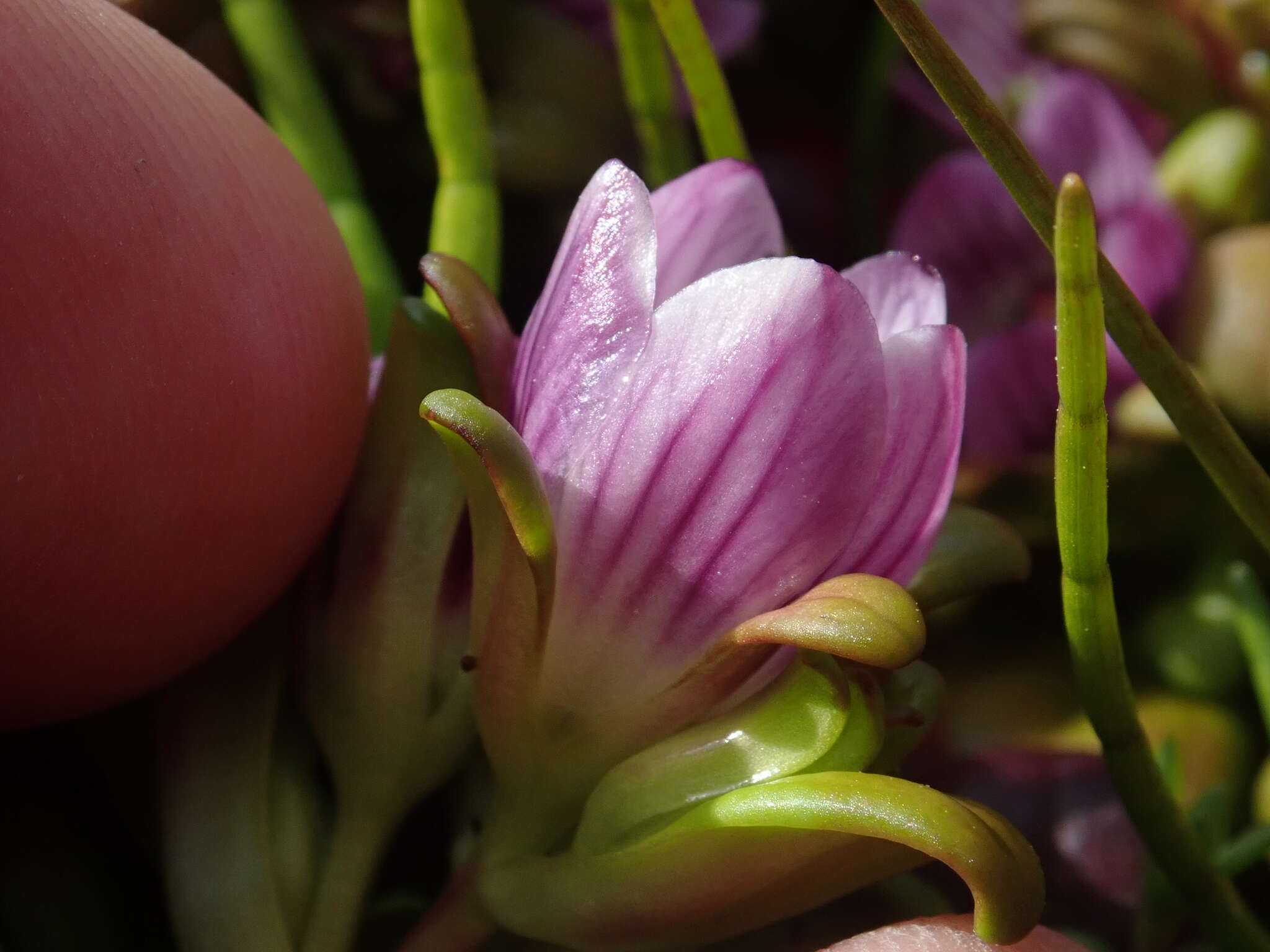 Image of Gentianella cerina (Hook. fil.) T. N. Ho & S. W. Liu