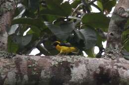 Image of Preuss's Golden-backed Weaver