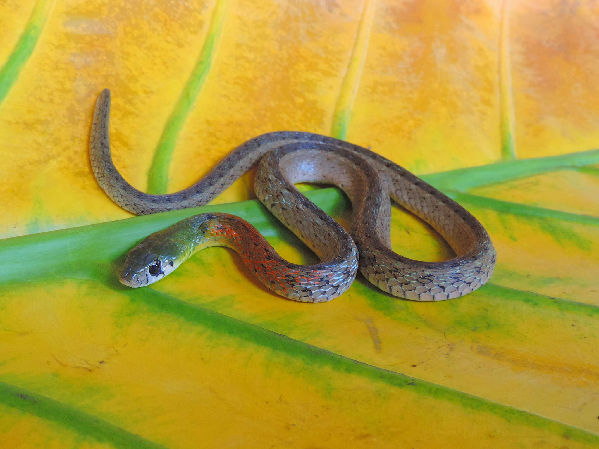 صورة Rhabdophis subminiatus (Schlegel 1837)