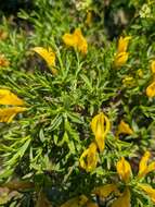 Image of Genista verae Juz.