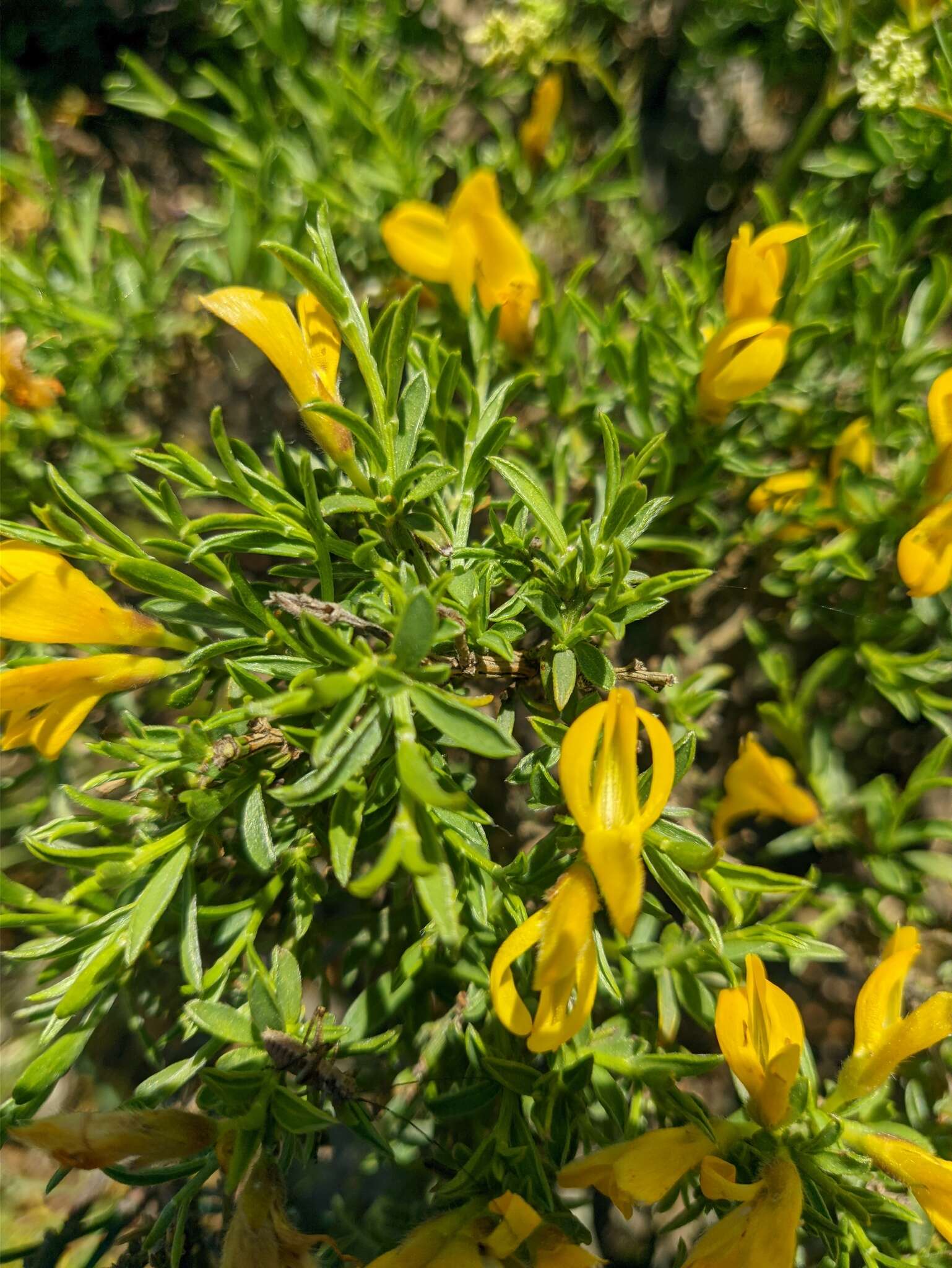 Image of Genista verae Juz.