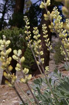 Image of Peirson's Lupine