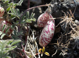 Image of cone-like milkvetch