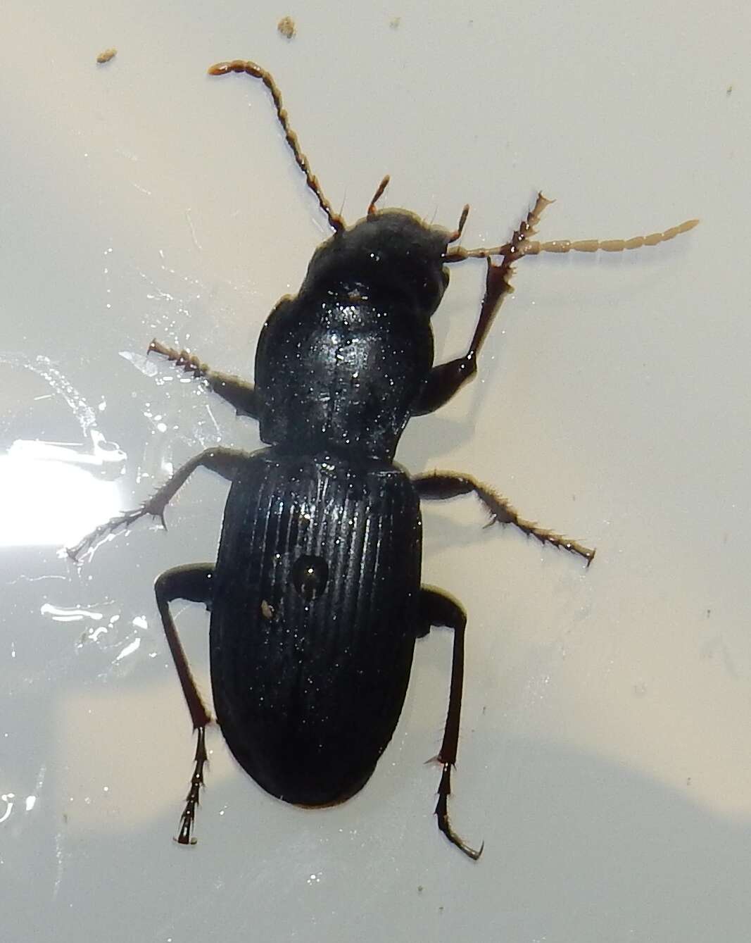 Image of Pterostichus (Cylindrocharis) acutipes Barr 1971