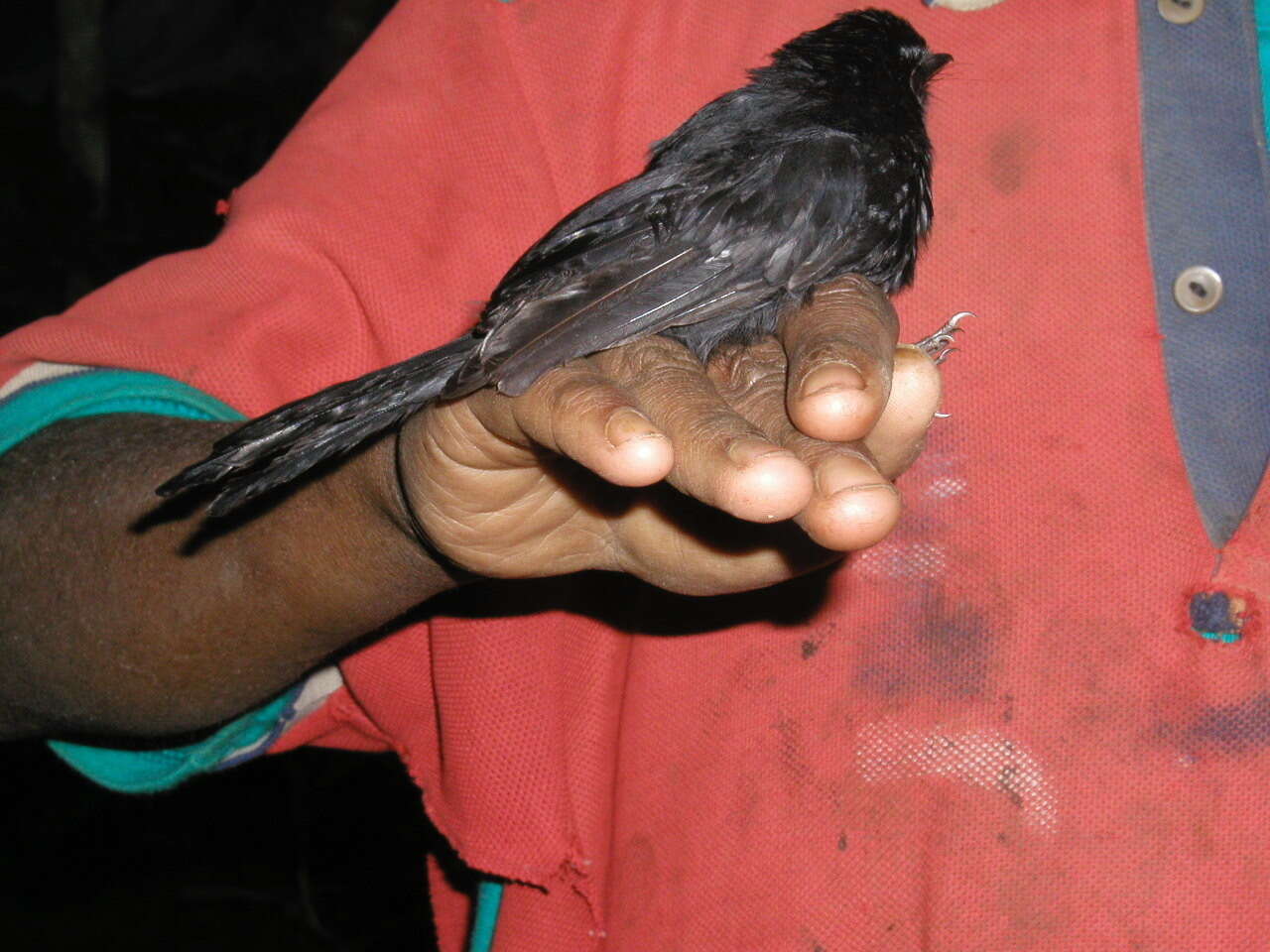 Image of Black Fantail