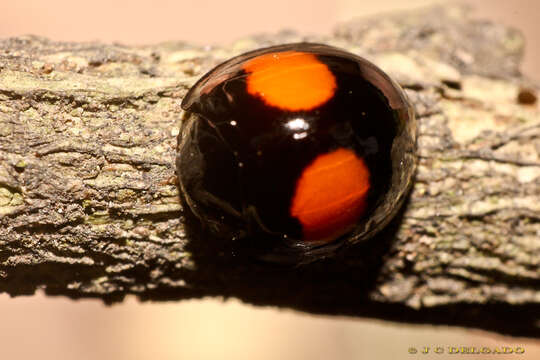 Image of Cactus Lady Beetle