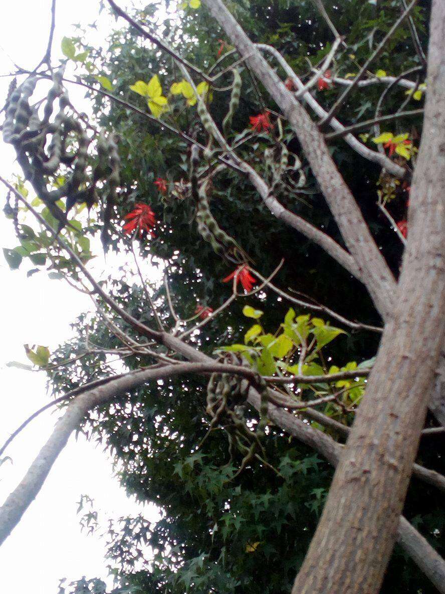 Imagem de Erythrina rubrinervia Kunth