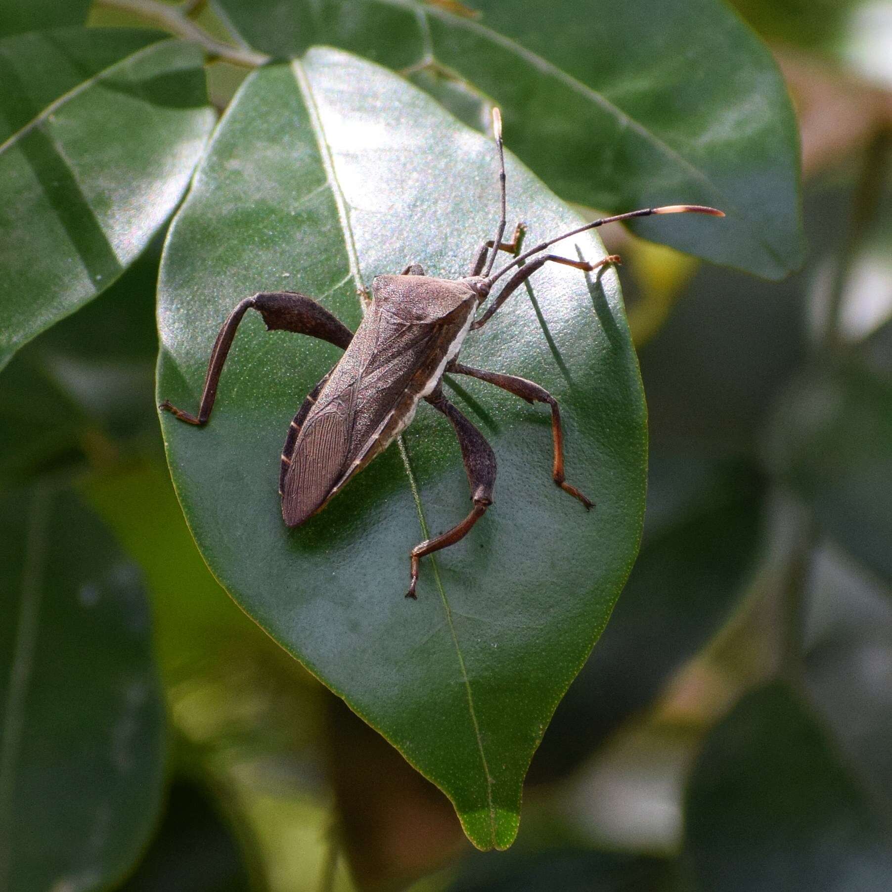 Image of Xyrophoreus tonsor Breddin 1909