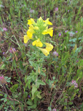 Image of Yellow Glandweed