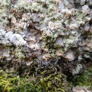 Image of Lichen