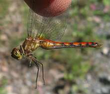 Image of Ruby Meadowhawk