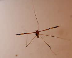 Image of Dapanoptera richmondiana Skuse 1896