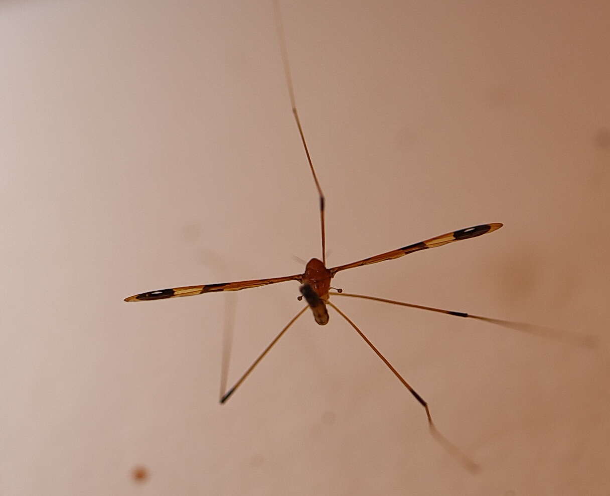 Image of Dapanoptera richmondiana Skuse 1896