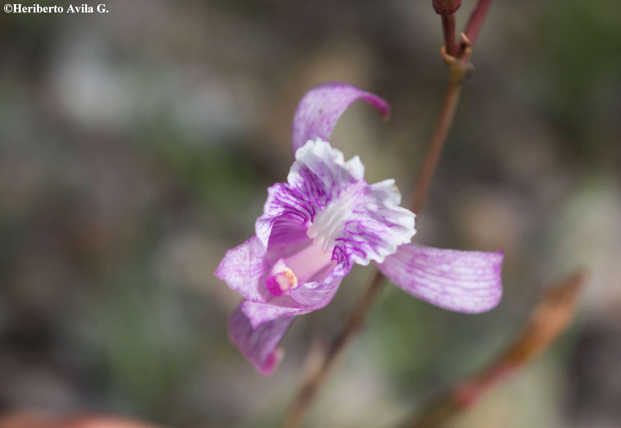 Image of Bletia ensifolia L. O. Williams