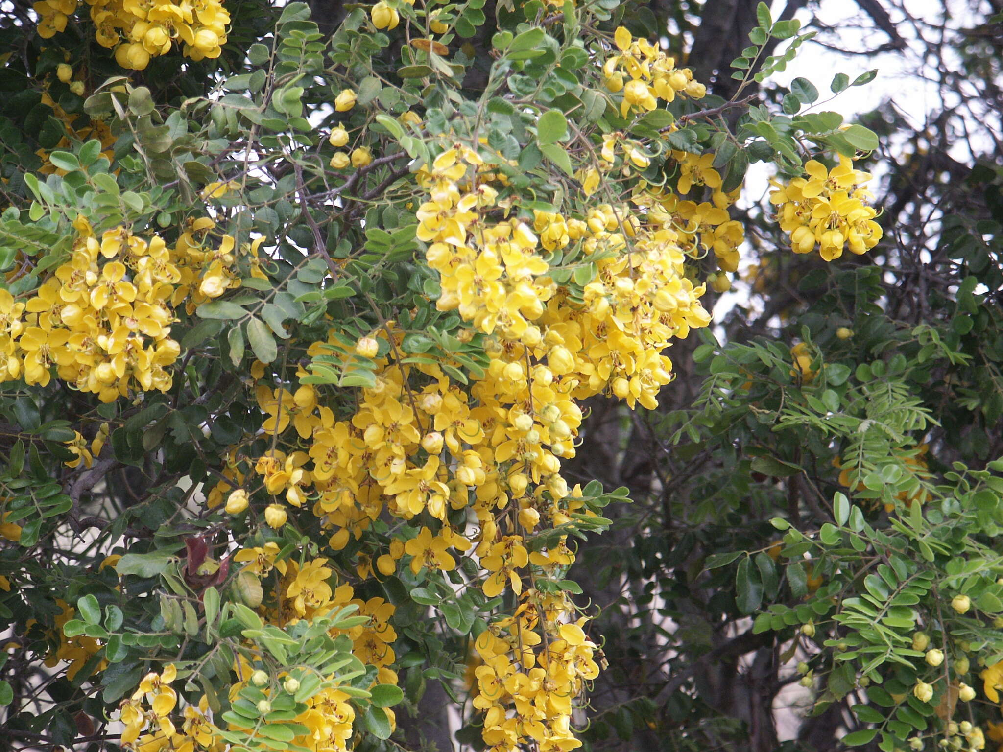 Sivun Cassia tomentella (Benth.) Domin kuva