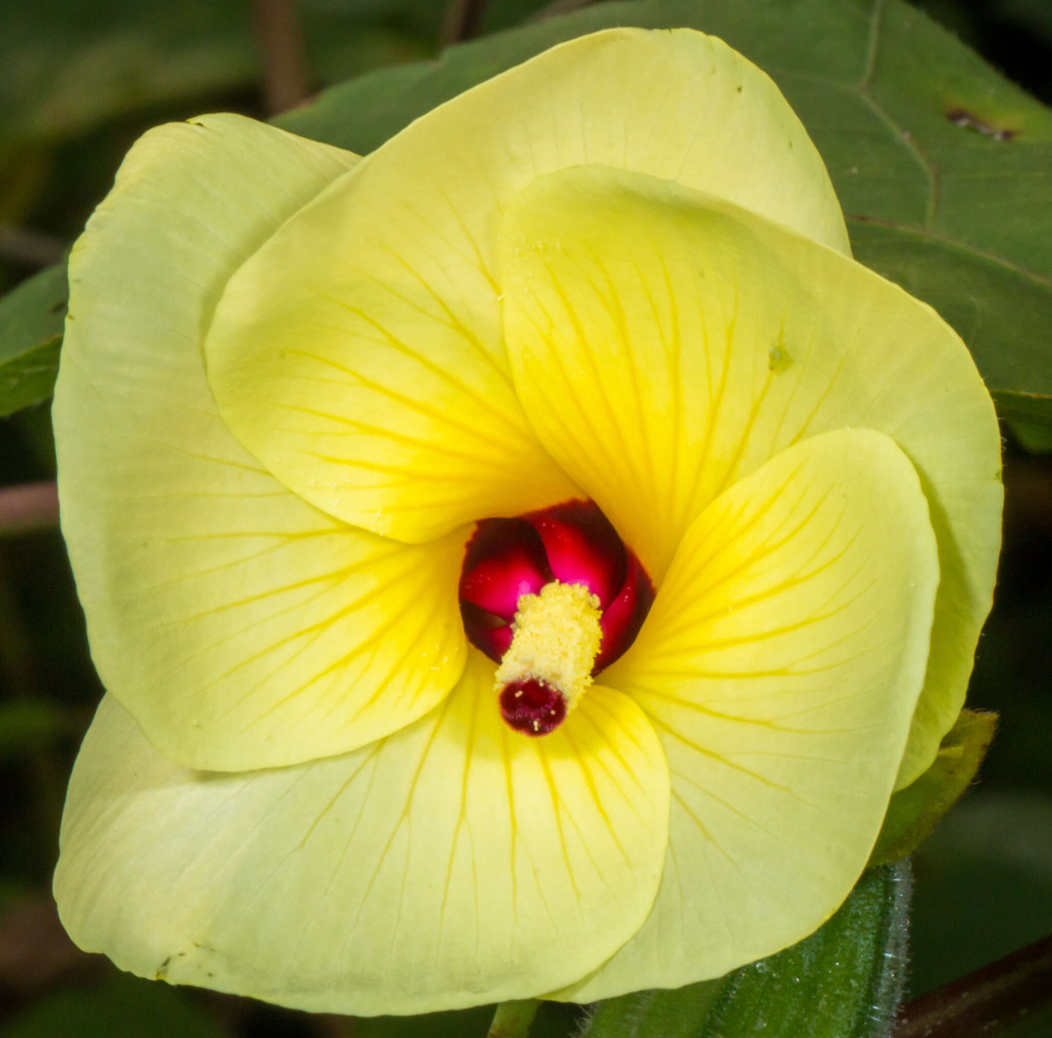 Plancia ëd Abelmoschus manihot (L.) Medik.