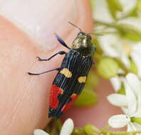 Image of Castiarina insignis (Blackburn 1892)