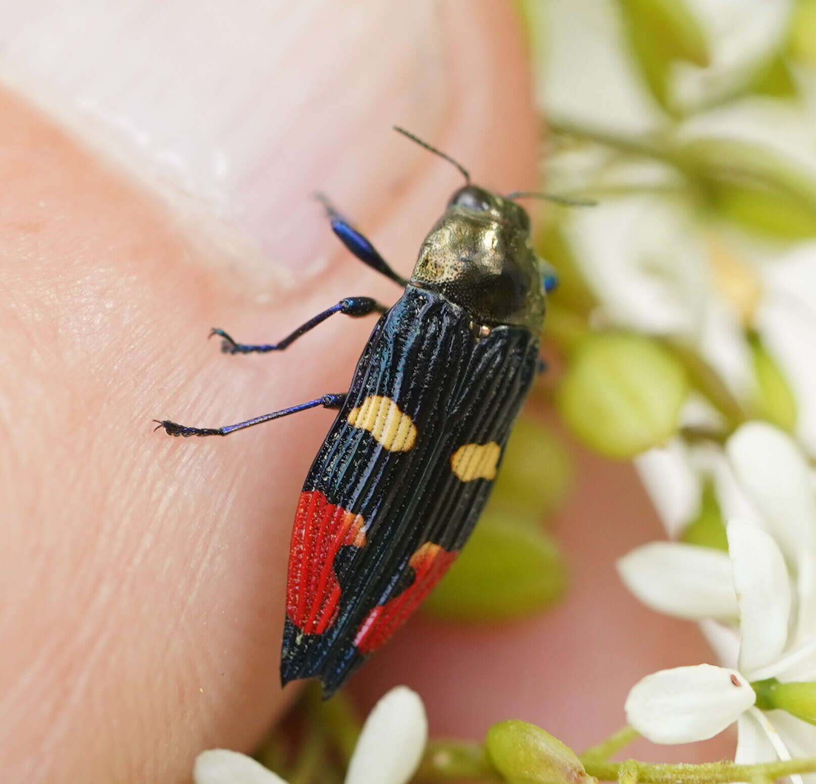 Image of Castiarina insignis (Blackburn 1892)