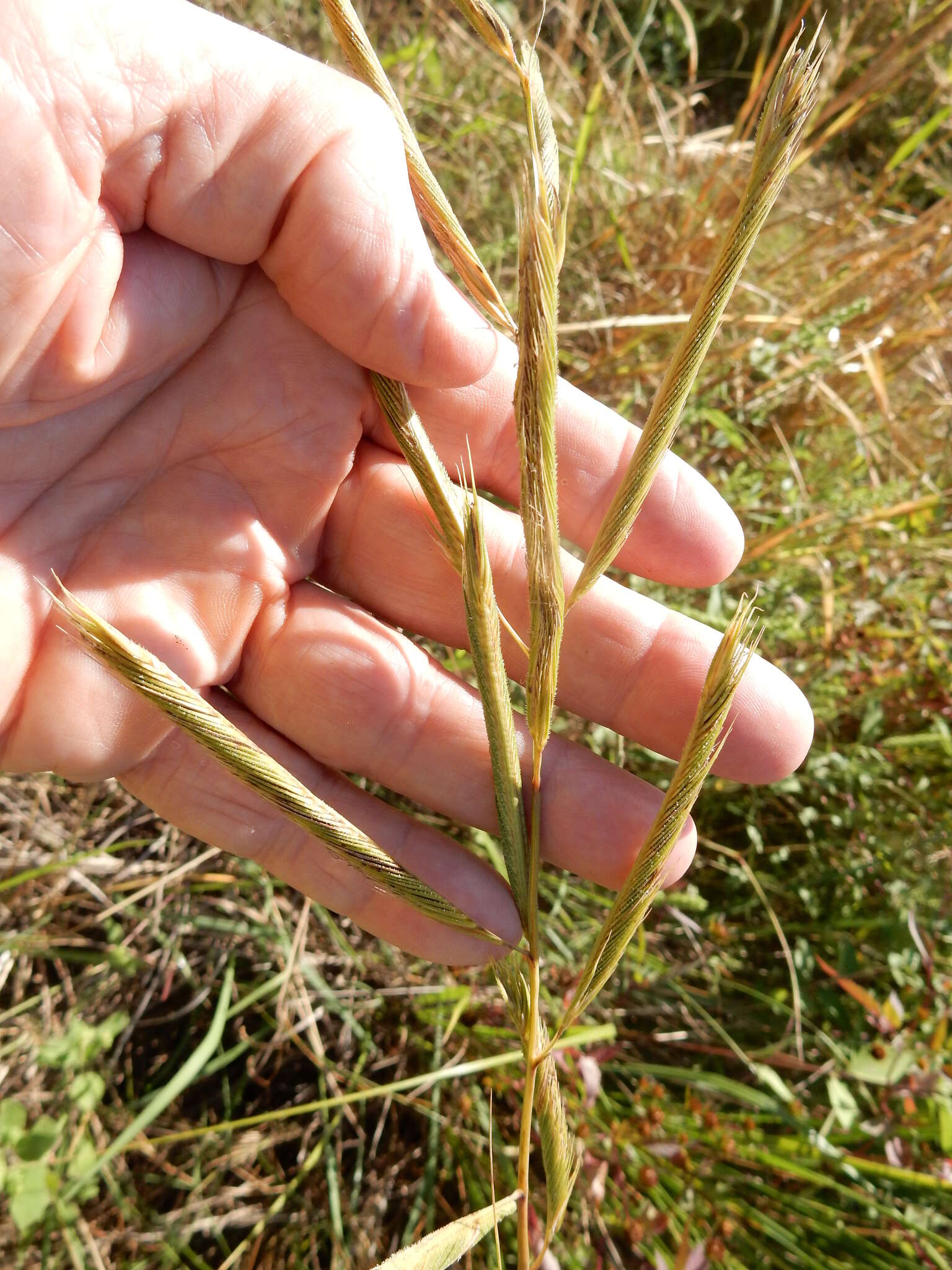 Image of Freshwater Cord Grass