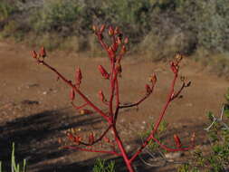 Image of Tylecodon paniculatus (L. fil.) H. Tölken