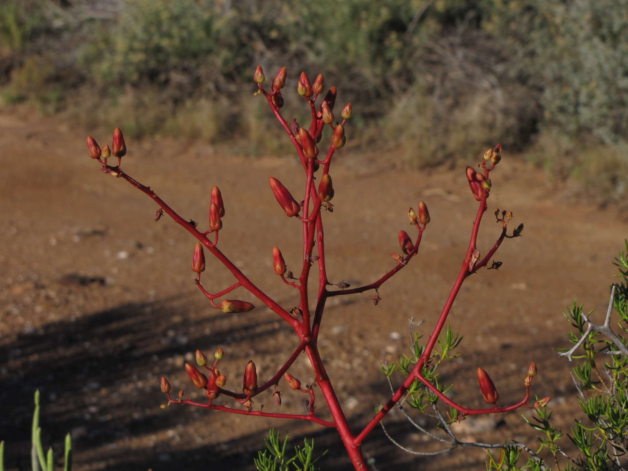 Image of Tylecodon paniculatus (L. fil.) H. Tölken