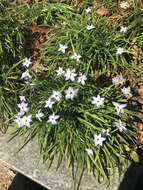 Image of Ipheion