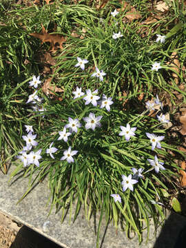 Image of Ipheion