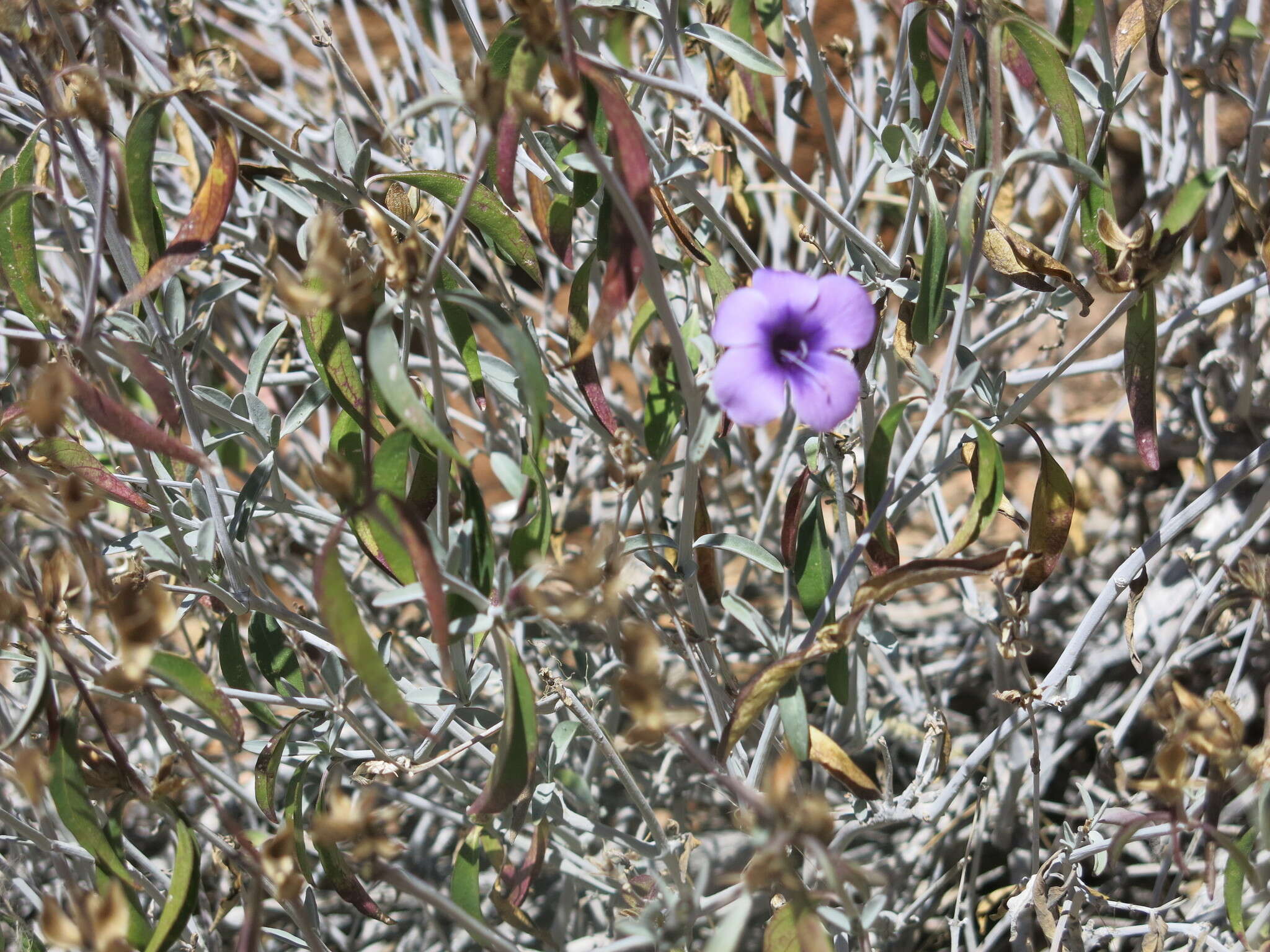 Imagem de Barleria lancifolia subsp. lancifolia