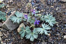 Plancia ëd Delphinium glareosum Greene