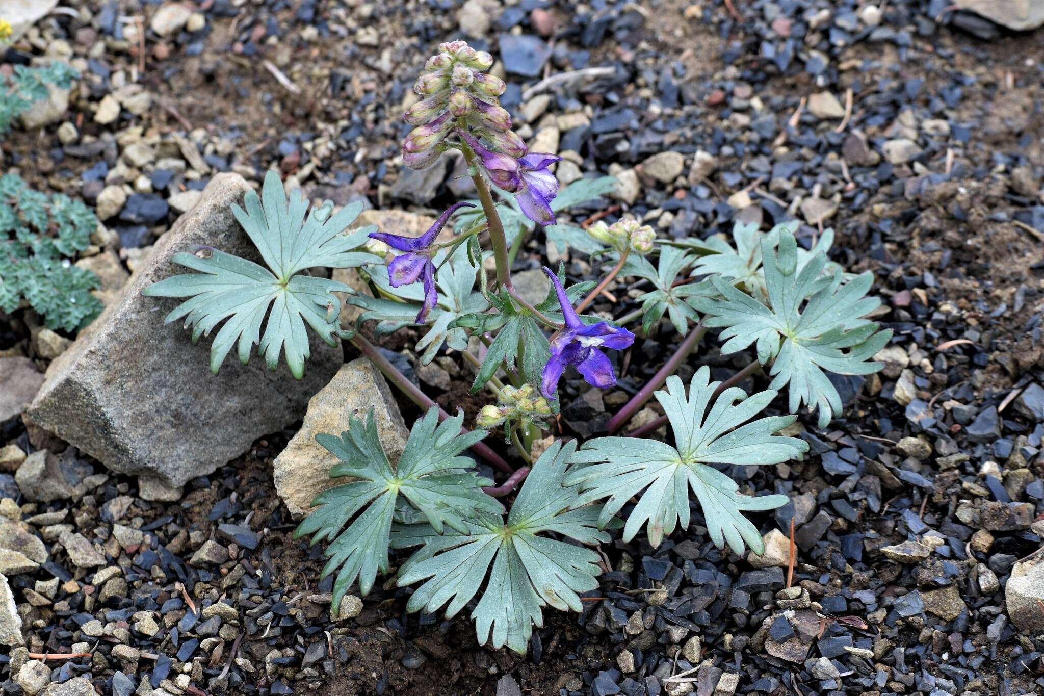 Plancia ëd Delphinium glareosum Greene