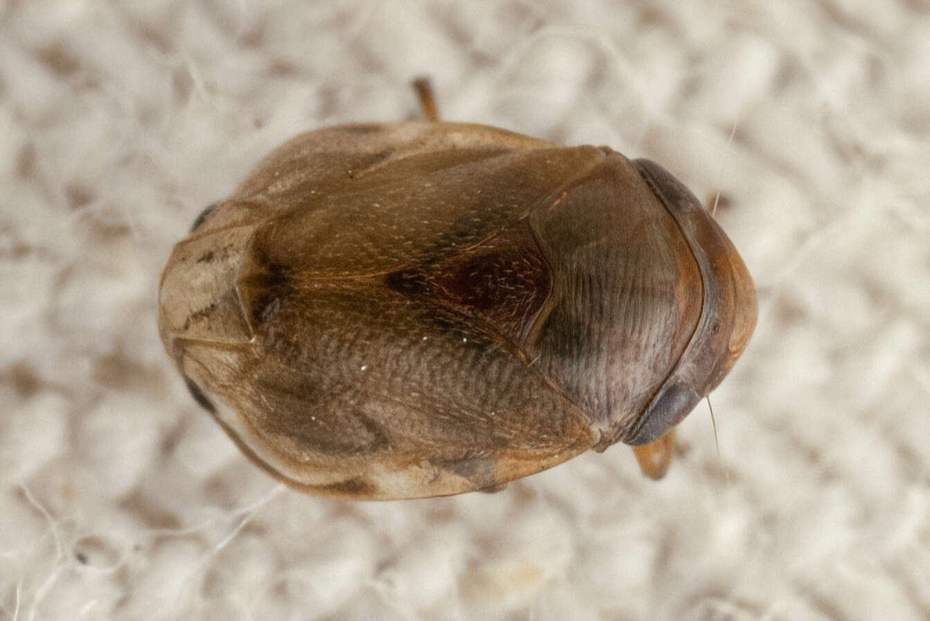 Image of Sunflower Spittlebug