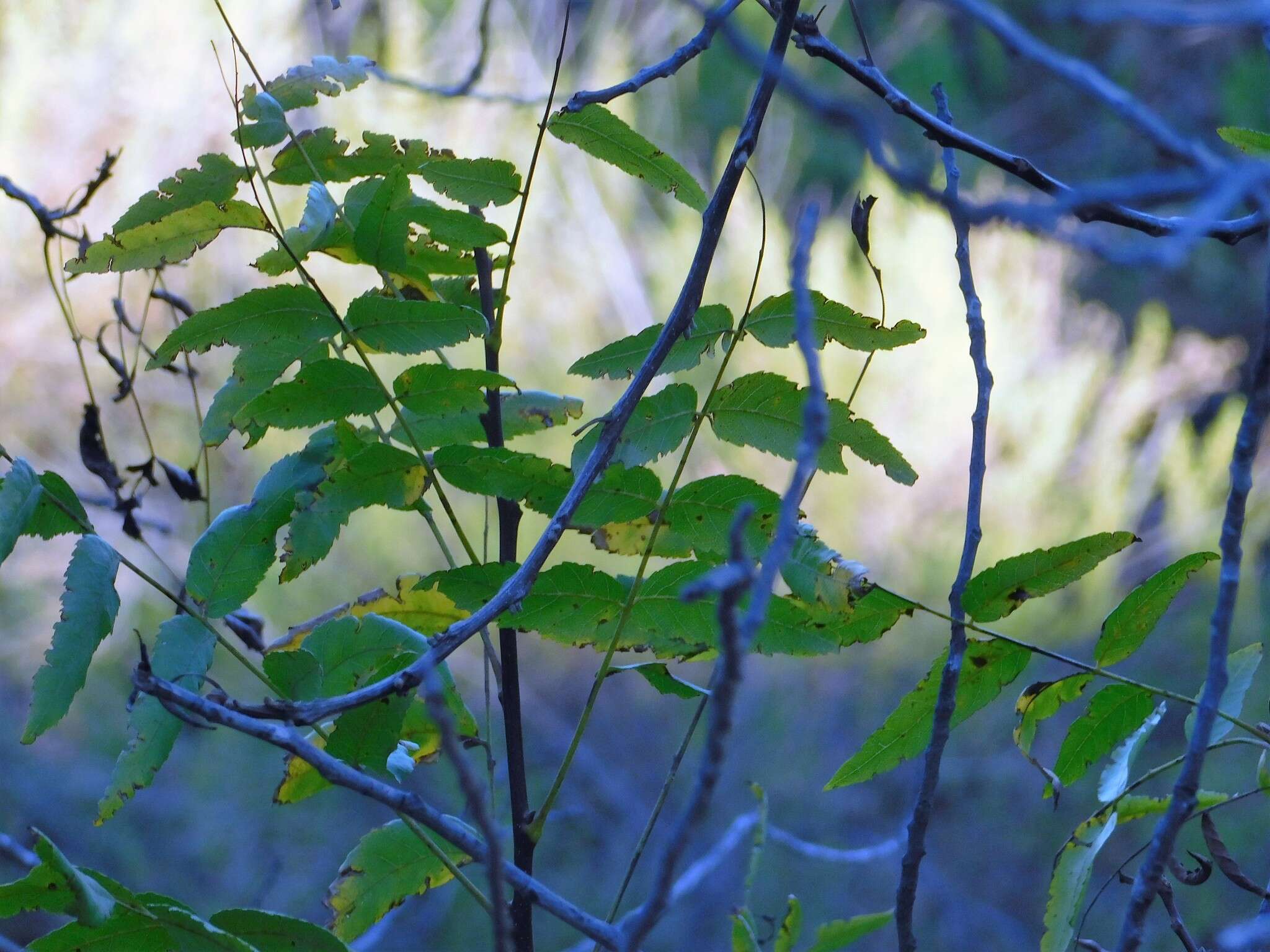 Image de Juglans californica S. Wats.