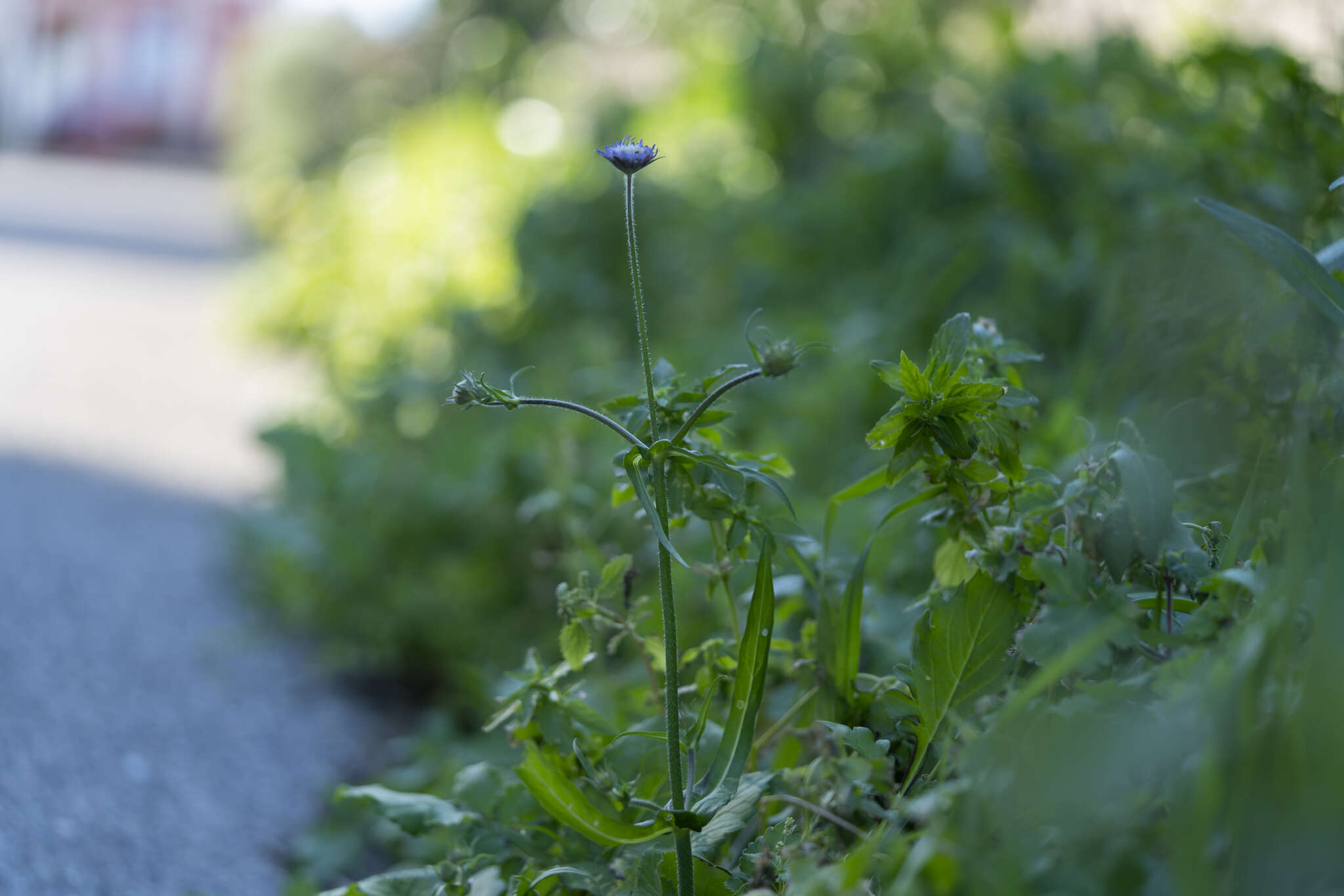 Image of Knautia integrifolia subsp. urvillei (Coulter) Greuter